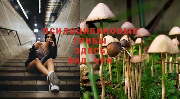 PSILOCYBIN Навашино