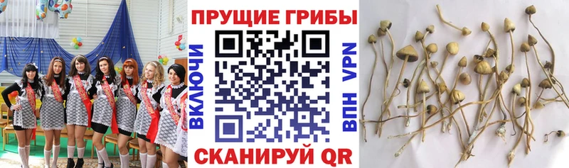 площадка наркотические препараты Калязин Галлюциногенные грибы Cubensis